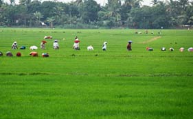 Kuttanad